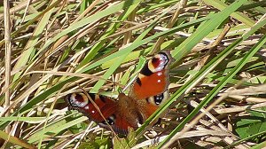 Es summt und brummt im Garten