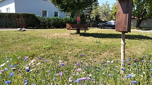 Bienenhotel mit angeschlossener Wiese