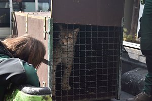 Mit Elba ist der zweite "Waldgeist" im B&auml;renpark eingezogen