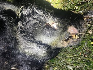 Ersch&uuml;tternde Bildbeweise von eklatanten Tierschutzvergehen