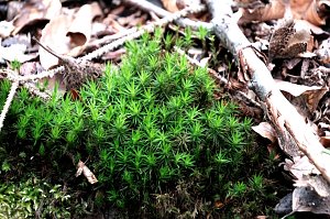 Peter Blei unterwegs in der Natur