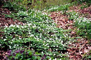 Peter Blei unterwegs in der Natur