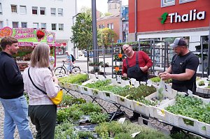 Geranienmarkt auf dem Rathausplatz