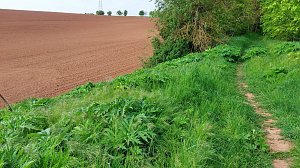 Riesen-B&auml;renklau ist eine Gefahr f&uuml;r Wanderer und Landwirtschaft