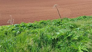 Riesen-B&auml;renklau ist eine Gefahr f&uuml;r Wanderer und Landwirtschaft