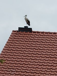 Beobachtung einer Seltenheit