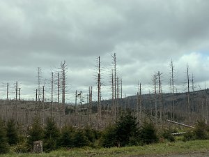 Oberharz bei Torfhaus