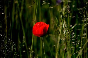 Peter Blei auf Schmetterlingssuche