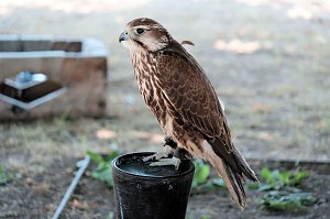 Rolandsfest am Samstag