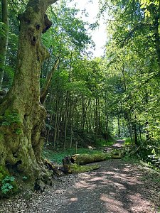 Der 400 Jahre alte "Gro&szlig;mutter"-Baum am Kohnstein gefallen