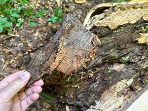 Der 400 Jahre alte "Gro&szlig;mutter"-Baum am Kohnstein gefallen