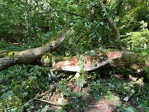 Der 400 Jahre alte "Gro&szlig;mutter"-Baum am Kohnstein gefallen