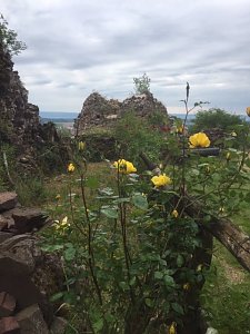 Rosenbl&uuml;te auf der Ebersburg