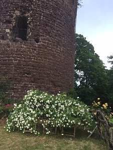 Rosenbl&uuml;te auf der Ebersburg