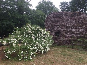 Rosenbl&uuml;te auf der Ebersburg