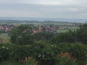 Rosenbl&uuml;te auf der Ebersburg