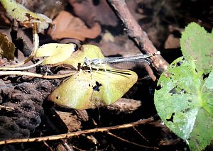 Die Wunder der Natur eingefangen von der Kamera