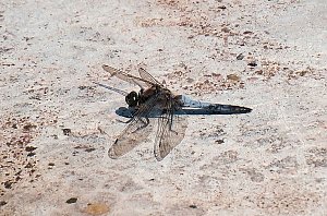 Die Wunder der Natur eingefangen von der Kamera