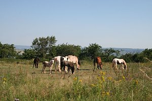 Schnappsch&uuml;sse aus der Goldenen Aue