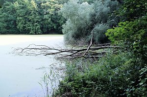 Am Wiesenteich