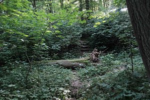 Am Wiesenteich