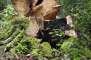 Der Rest einer Buche