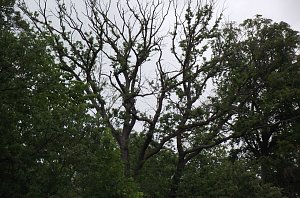 Tote B&auml;ume