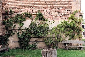 Peter Blei unterwegs im Kloster Göllingen