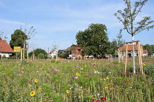 Bl&uuml;tenpracht am Hesser&ouml;der Dorfanger