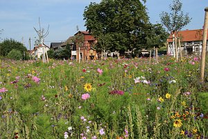 Bl&uuml;tenpracht am Hesser&ouml;der Dorfanger