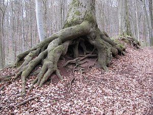 Unterwegs im S&uuml;dharz