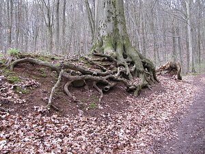 Unterwegs im S&uuml;dharz