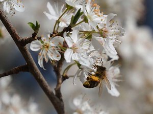 Peter Blei unterwegs im Fr&uuml;hling
