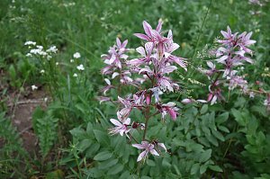 Naturprojekt wird beendet