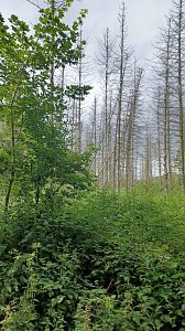Impressionen vom Wegesrand