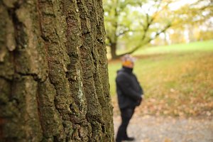Artistik zwischen Baum und Borke - im Park Hohenrode lud man zu einem k&uuml;nsterlischen Waldspaziergang