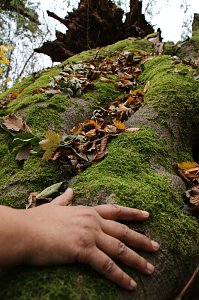 Artistik zwischen Baum und Borke - im Park Hohenrode lud man zu einem k&uuml;nsterlischen Waldspaziergang
