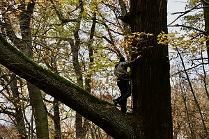 Artistik zwischen Baum und Borke - im Park Hohenrode lud man zu einem k&uuml;nsterlischen Waldspaziergang