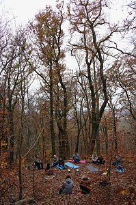Artistik zwischen Baum und Borke - im Park Hohenrode lud man zu einem k&uuml;nsterlischen Waldspaziergang