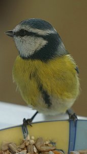 Gefiederte G&auml;ste an der Futterschale