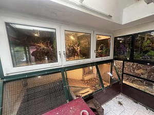 Krokodile und Schlagen in Obhut genommen