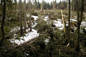 Waldschäden nach Sturm Kyrill