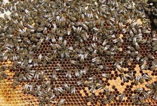 Bild: Bienenwabe