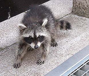Bild: Waschb&auml;r mitten in Nordhausen - Aufnahme von 2003