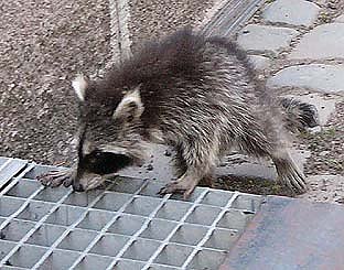 Bild: Waschb&auml;r mitten in Nordhausen - Aufnahme von 2003
