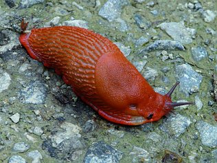 Bild: Rote Wegschnecke