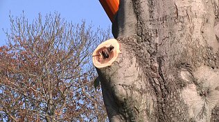 Bild: Der Pilz hat sich bis auf mehrere Meter H&ouml;he durch den Baum gefressen