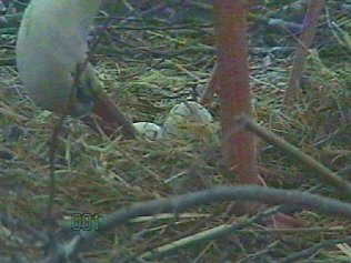 Bild: Neues aus dem Nest