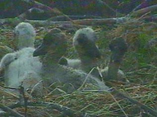 Bild: Da guckt der Nachwuchs