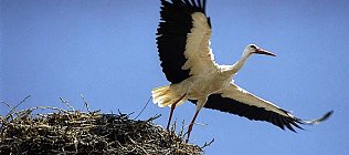 Bild: nnz-Foto des Tages: Abflug